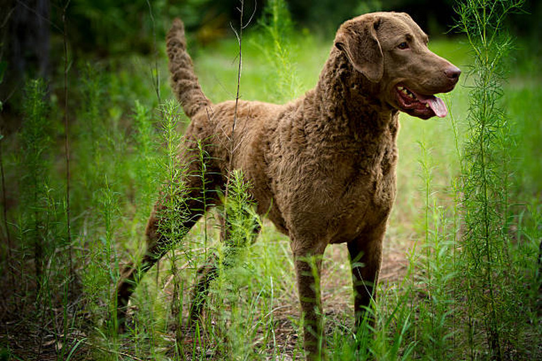 Chesapeake Bay retriever in tall grass