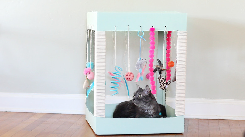 cat inside kitty playplace