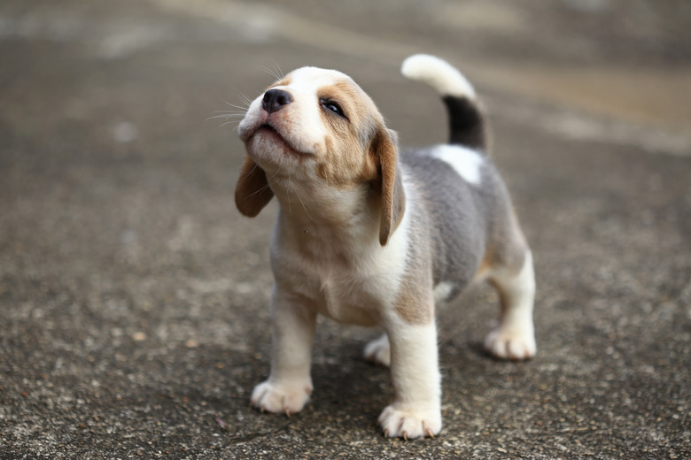 purebred beagle puppy is learning the world in first time