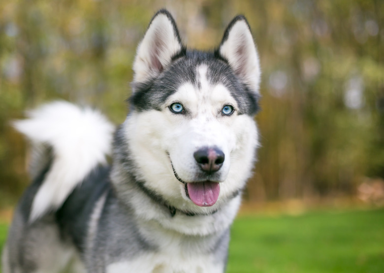 A purebred Siberian Husky dog with blue eyes