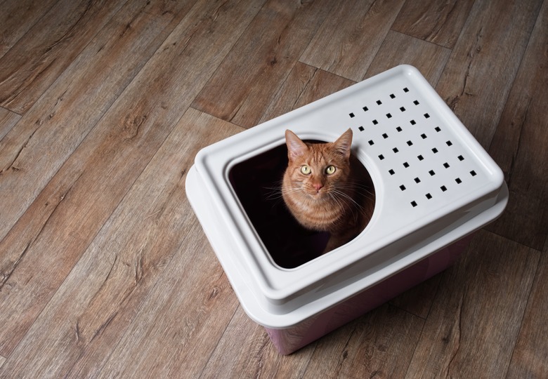 Cute Ginger Cat Sitting In A Top-Entry Litter Box And Looking Curious Up To The Camera.