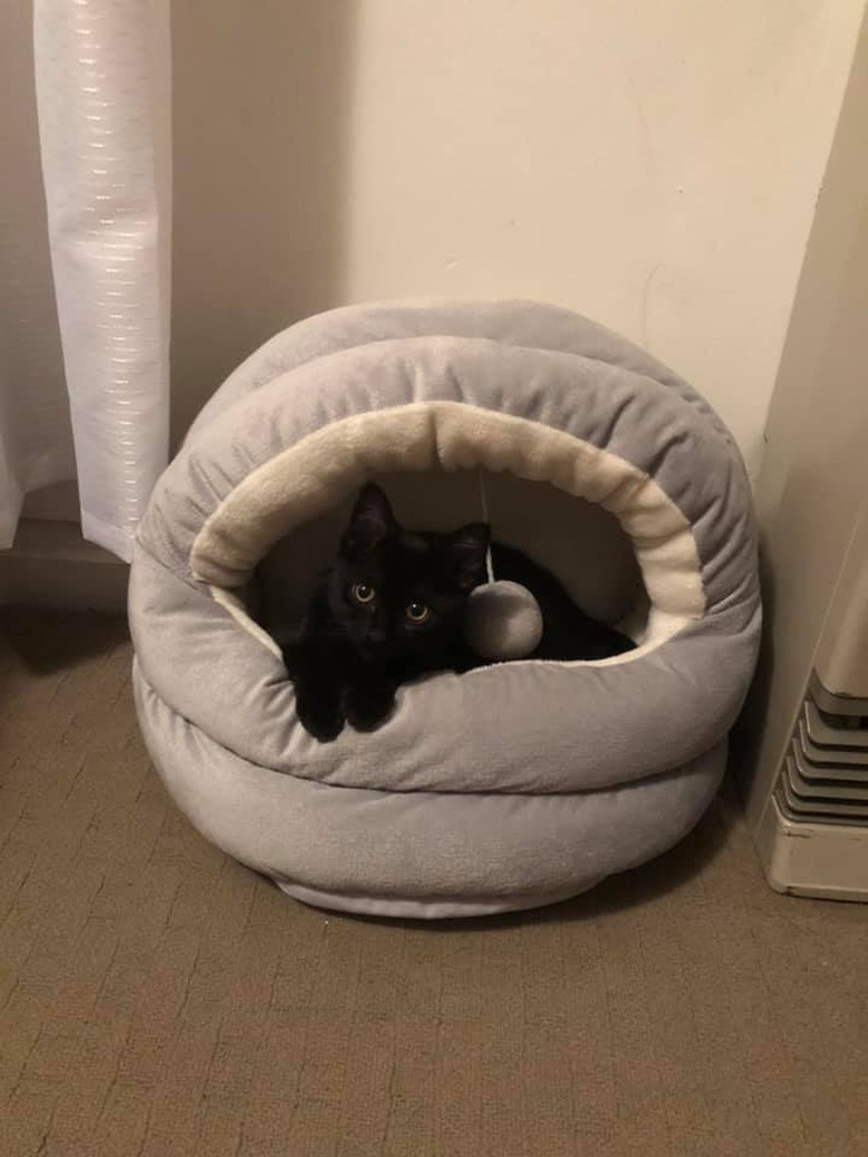 cat finally sleeps in cat bed