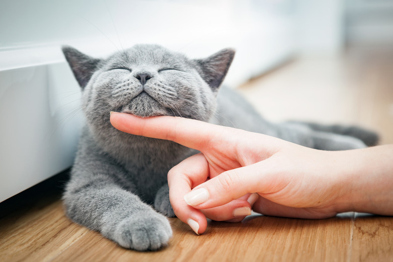 Happy kitten likes being stroked by woman