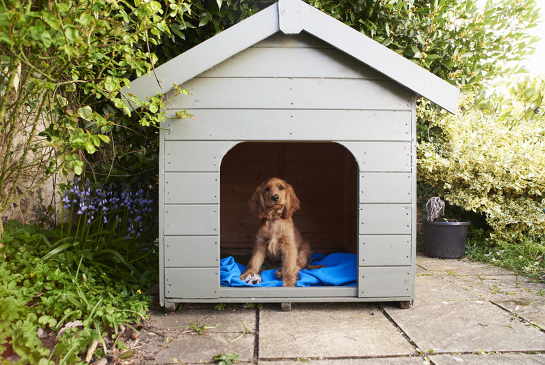 Cocker Spaniel Puppy Sitting In Dog Kennel In Garden