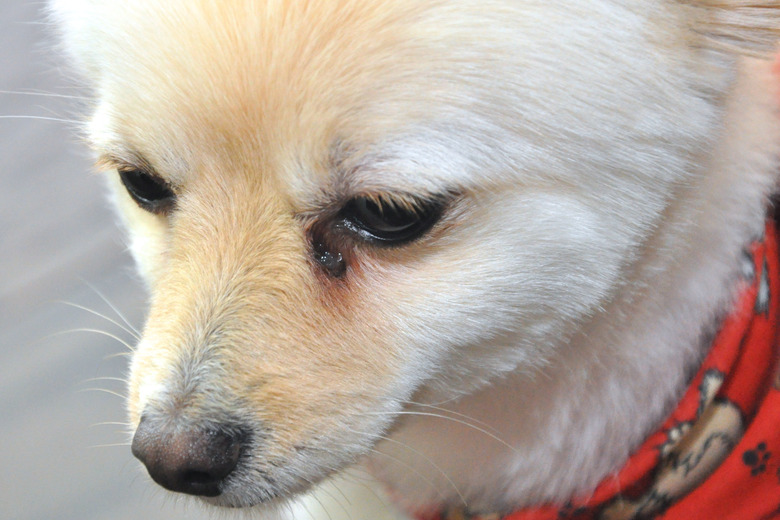 Closeup of a brown and white dog