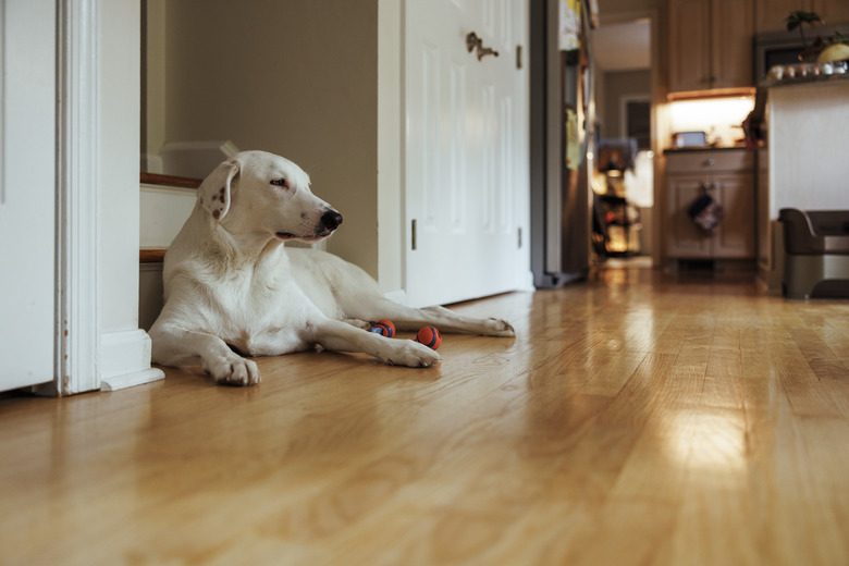 White, domestic dog resting on the floor in the room.