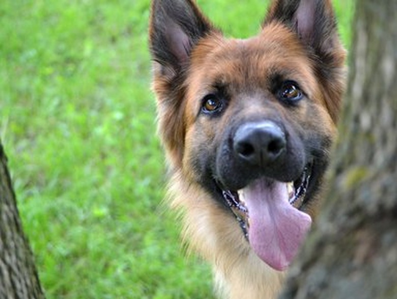 German Shepherd with tongue out outdoors