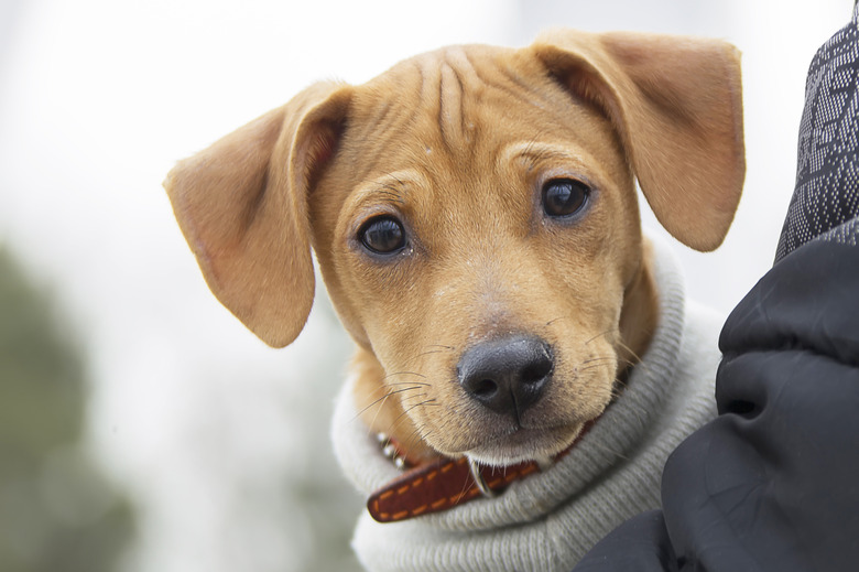 cute puppy with wrinkly forehead in man