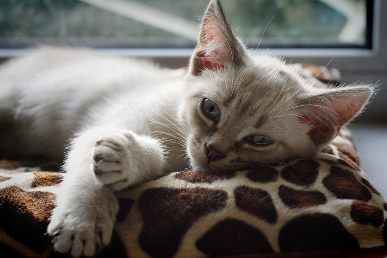 A light kitten with blue eyes is sitting on a litter