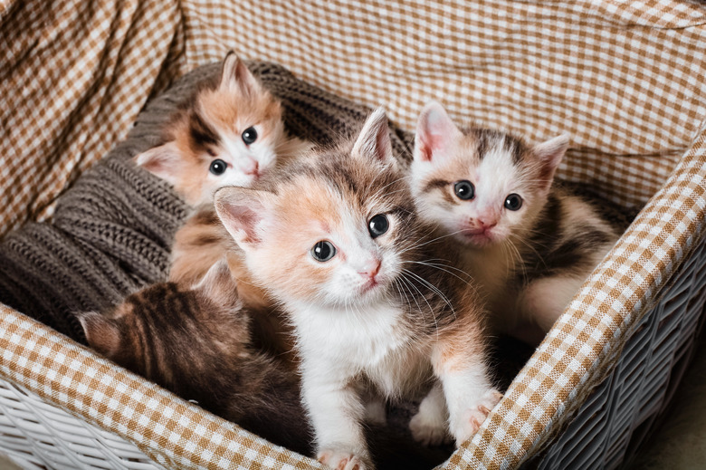 Four cute kittens in a white basket