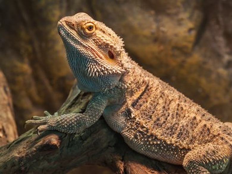 bearded dragon (agama lizard)