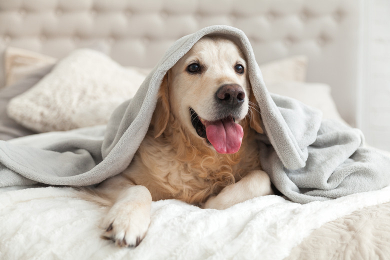 How To Get A Dog To Sleep In His Own Bed Cuteness