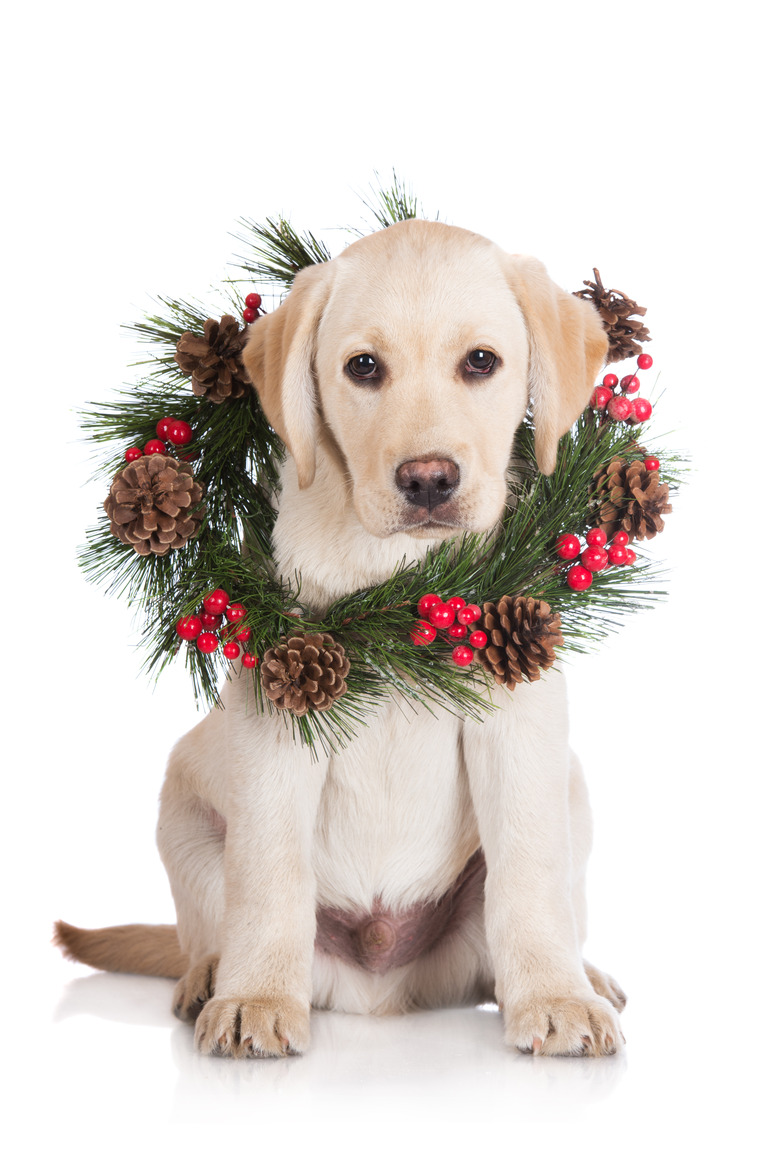 Labrador retriever puppy with a wreath