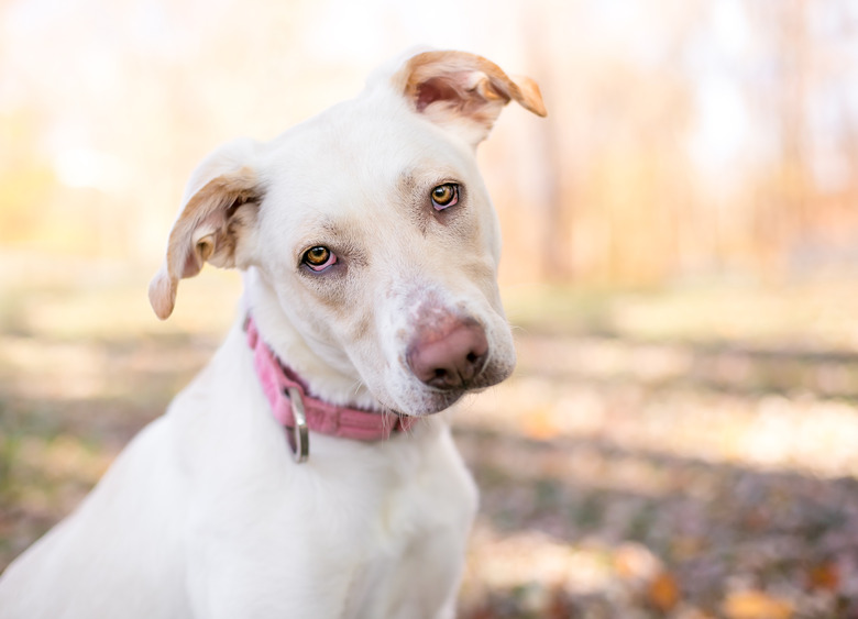 A cream-colored mixed-breed dog with floppy ears, wearing a pink collar and sitting outside with an out-of-focus background.