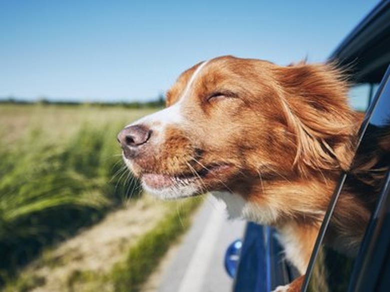 Dog travel by car