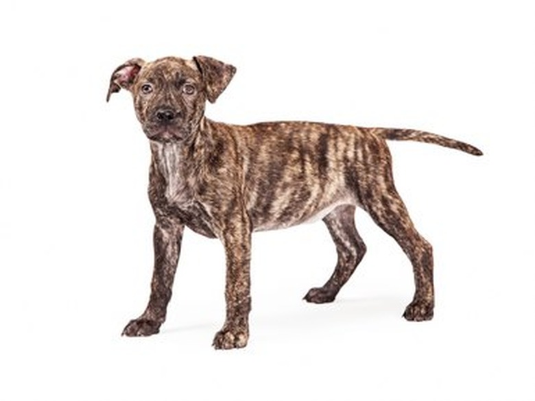 Cute Brindle Coat Puppy Standing