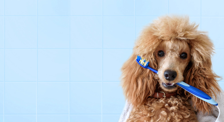 Cute poodle dog with toothbrush on the bathroom.