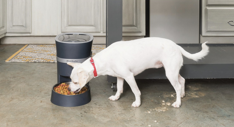 automatic smart dog feeder