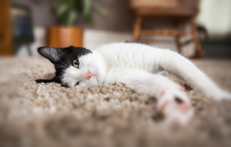 Black and White Kitten