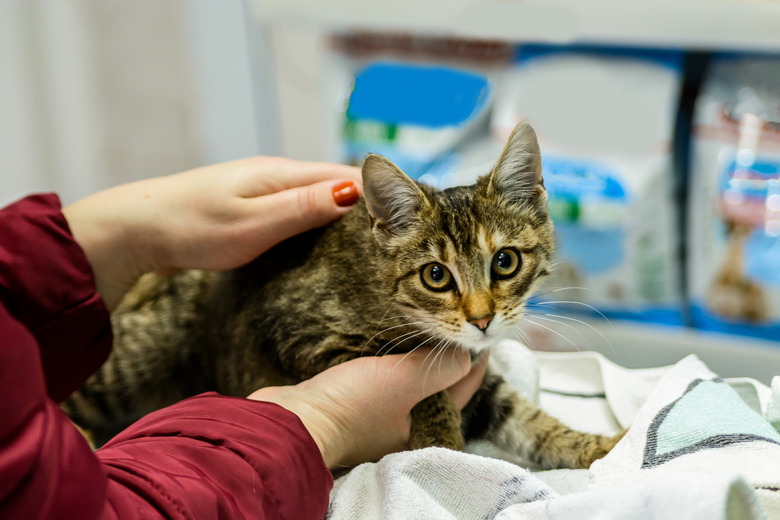 A veterinarian is preparing a domestic cat for operation and cuddling it.