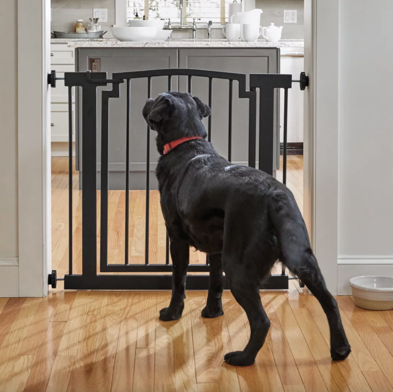 Black lab standing in front of a black steel dog gate blocking off the kitchen.