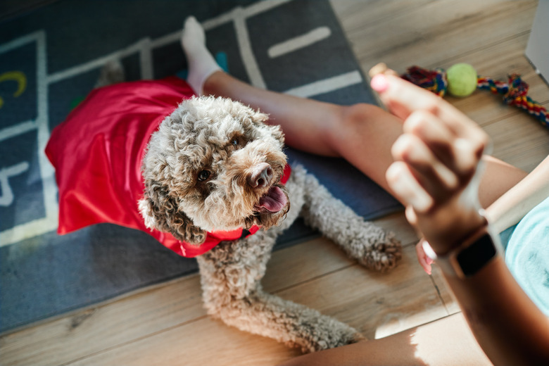 Cute Dog In Superhero Cape Waiting For Snack