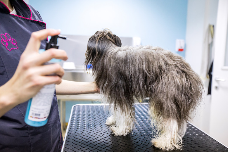 Pet Groomer Using a Dog Hair Care Product on a Dog in Her Salon