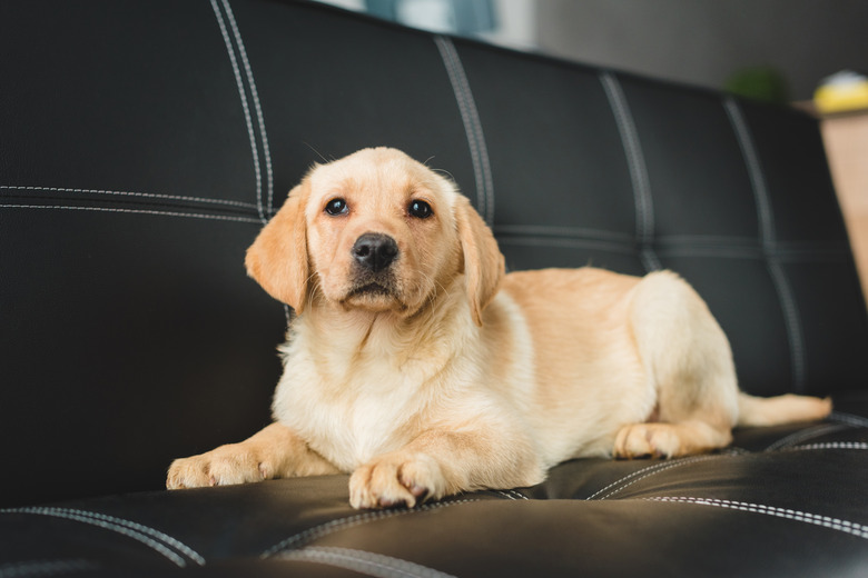 Closeup view of beige puppy lying on leather couch