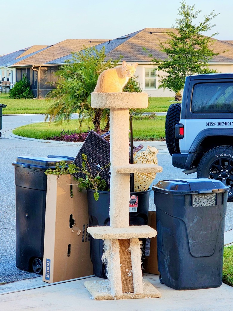 orange cat sitting on a cat tower that is by the curb to be thrown out.