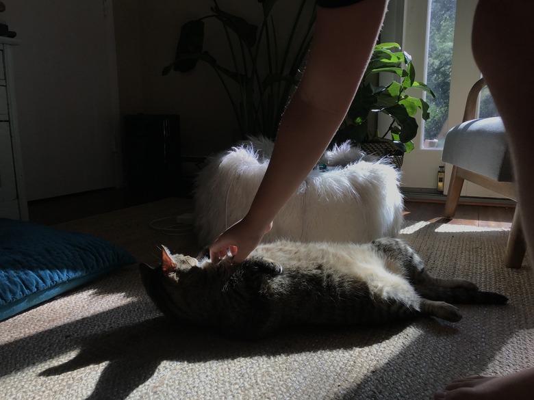 Boy Scratching a Cat