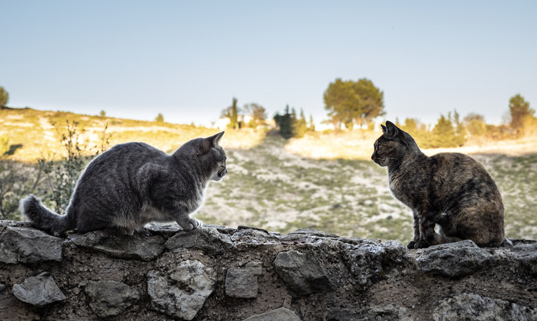 Two stray cats sitting on the wall of a wall on the street.