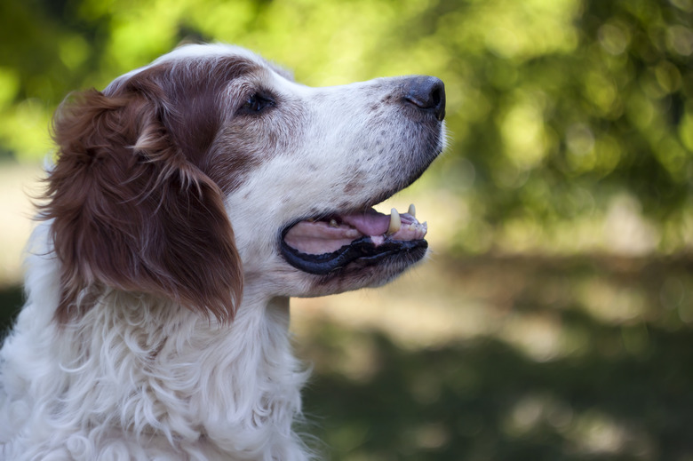 Beautiful white dog