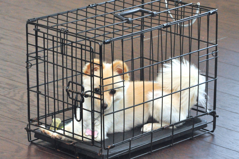 A small dog in a metal cage