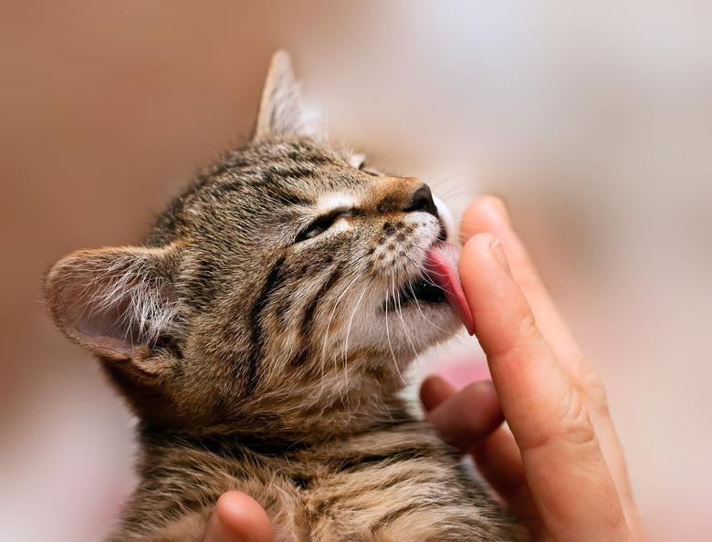 Striped kitten licking man