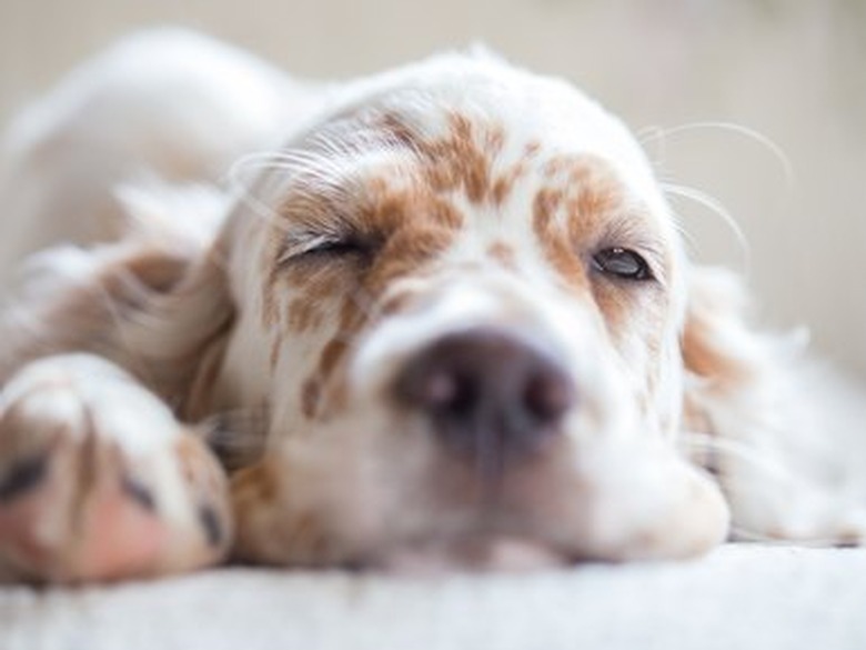 Pictures of English Setter puppies.