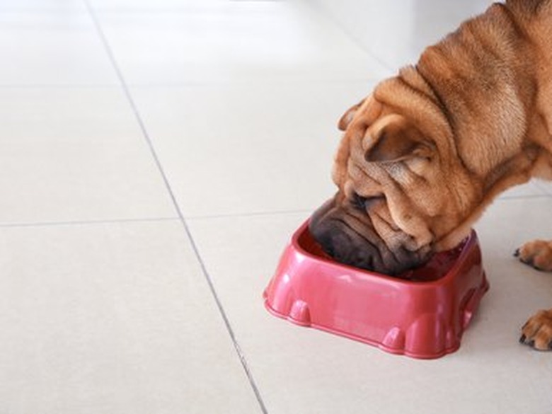 Cute funny dog eating from bowl at home