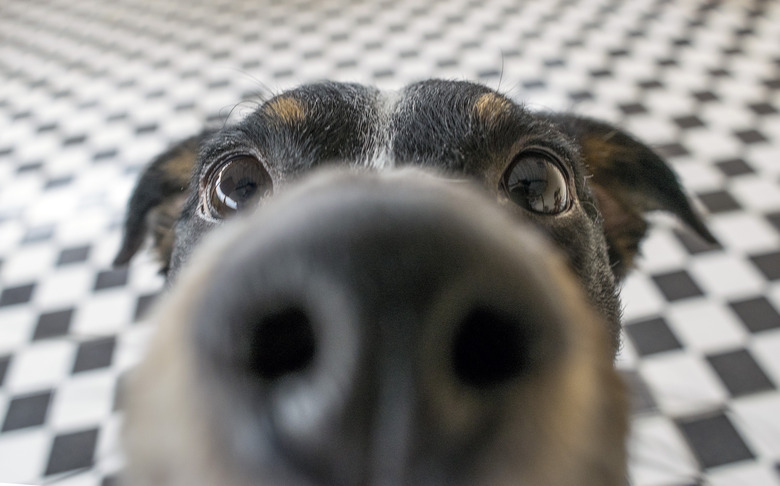 Playful dog face, black white and brown, with nose close to the camera lens, focus on face, closeup, with black and white tiled floor background