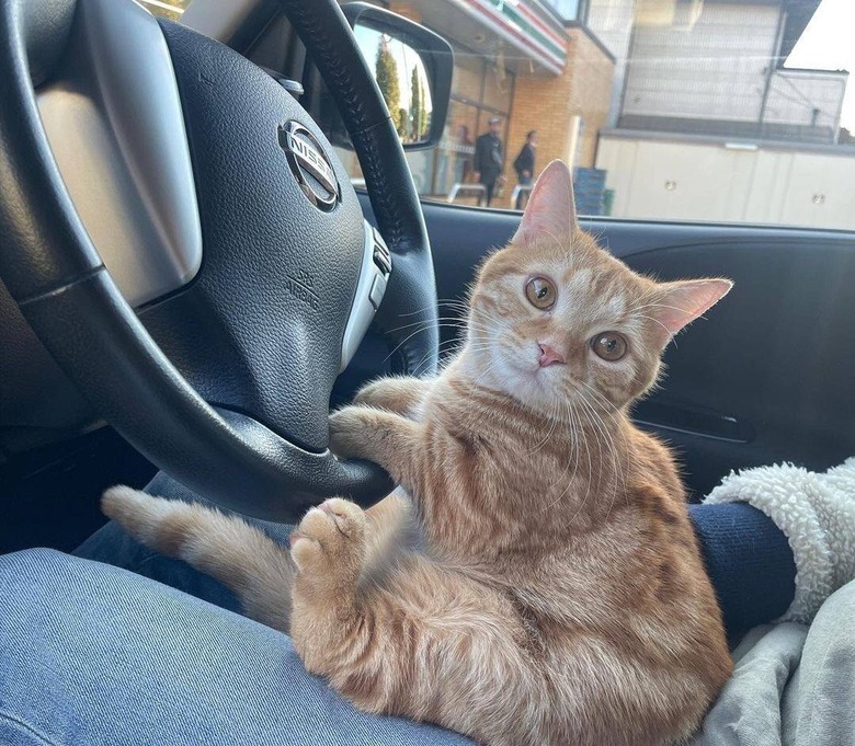 Ginger cat "driving" an Uber.