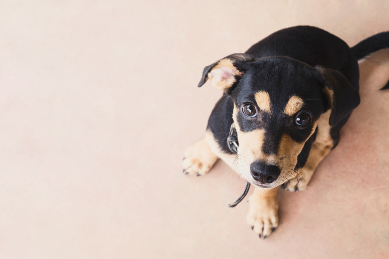 Dog looking up wanting someone to play with him.