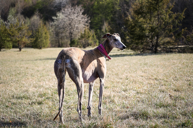 beautiful female greyhound standing in a field