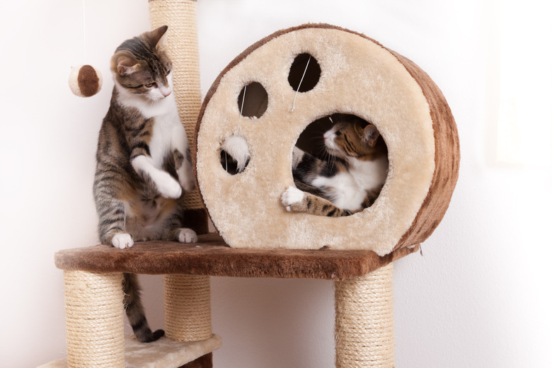 Two young cats playing together on a scratch tree