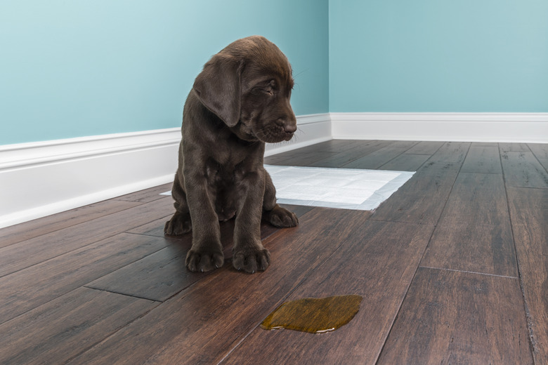 Pet urine hardwood floor best sale