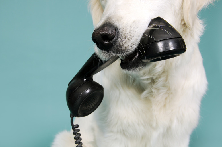 dog with old fashioned phone in mouth