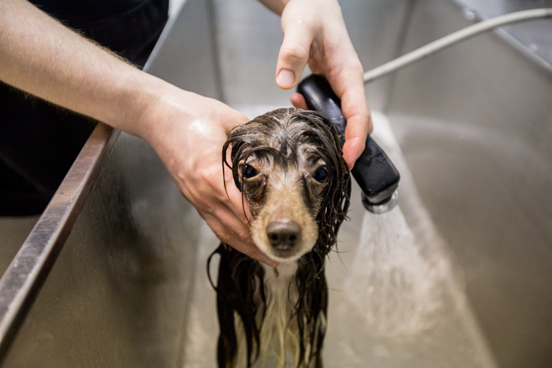 Wet Dog Looking at Camera While Being Washed