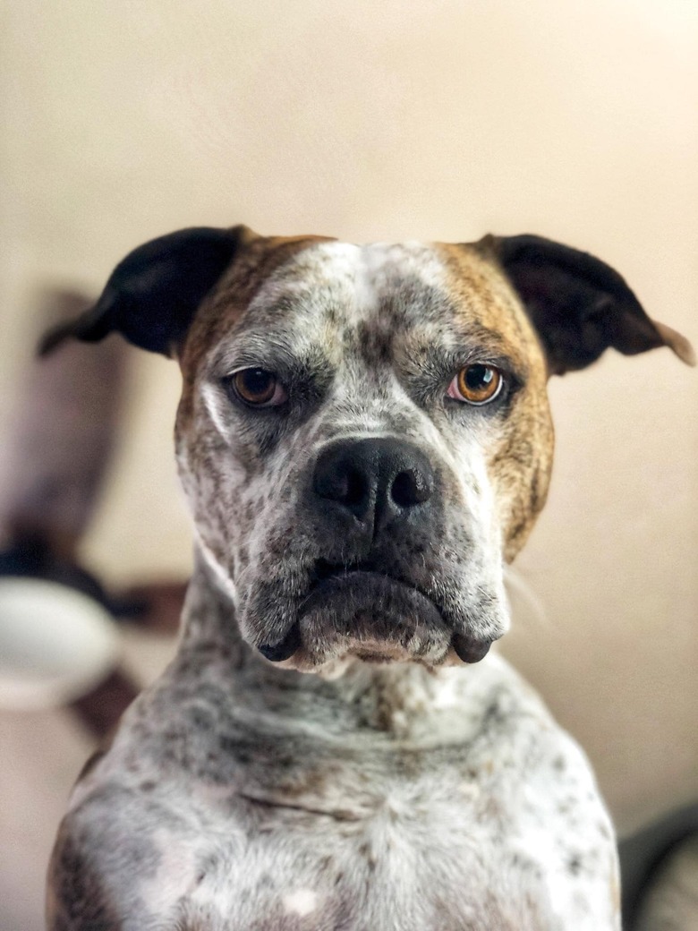 dogs participate in the mugshot social media challenge