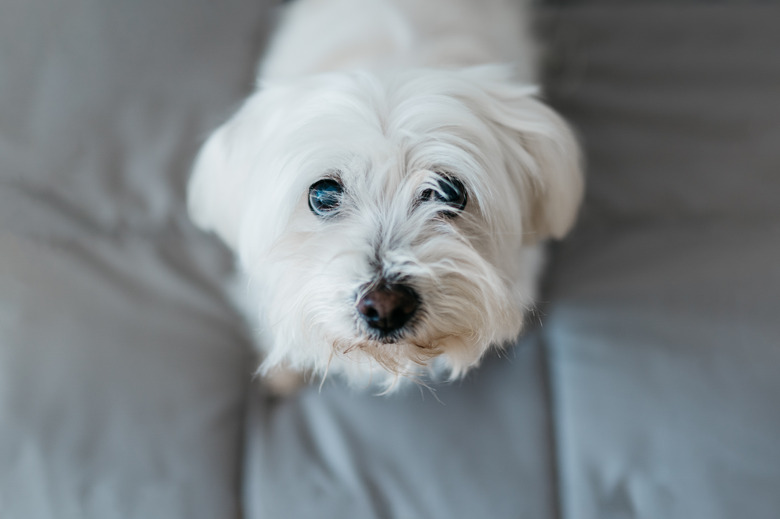 Differences Between A Toy Maltese A Teacup Maltese Cuteness