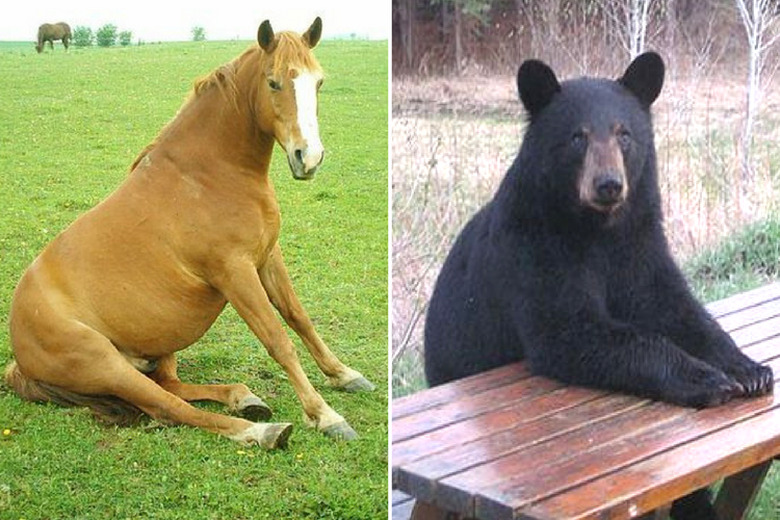 animals sitting like people