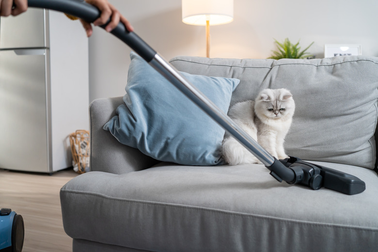 Close up hands of woman vacuuming dust and fur on sofa from little cat. Attractive beautiful female using vacuum cleaning, doing housework and chores in living room and enjoy her pet animal at home.