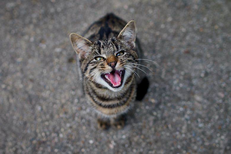 My cat is meowing, she wants something to eat