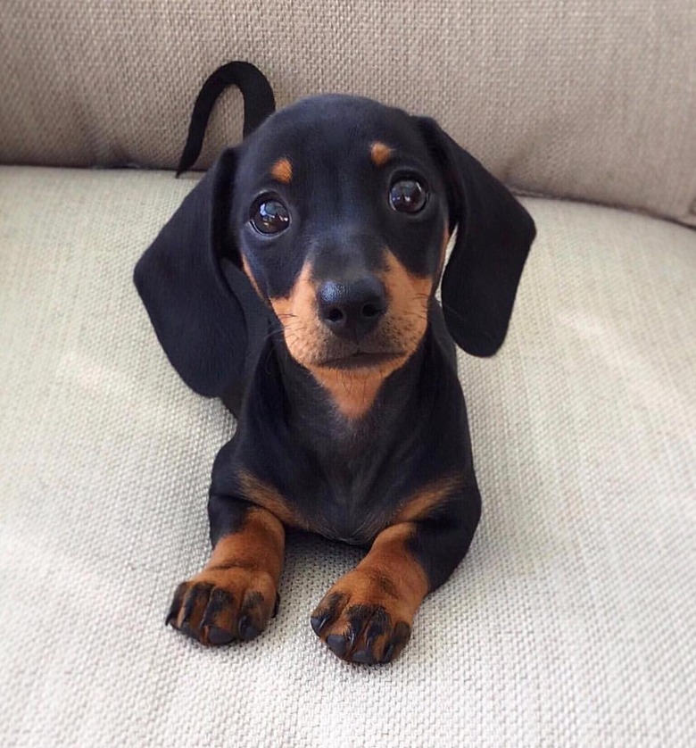 Dachshund puppy looking at camera